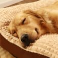 The Big Snooze