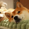 Puppy Cloud